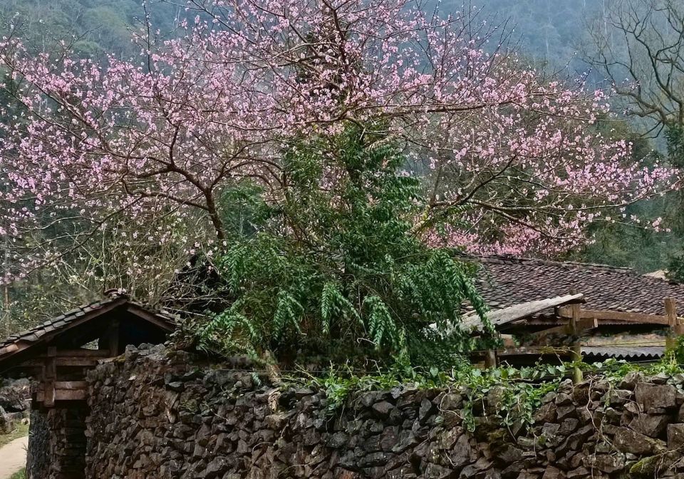Ha Giang peah blossom at local village