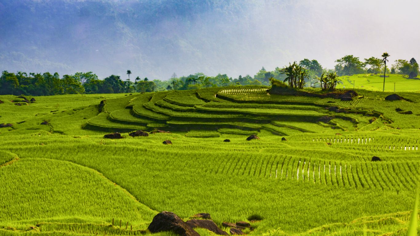 Greenery of Pu Luong rice fields