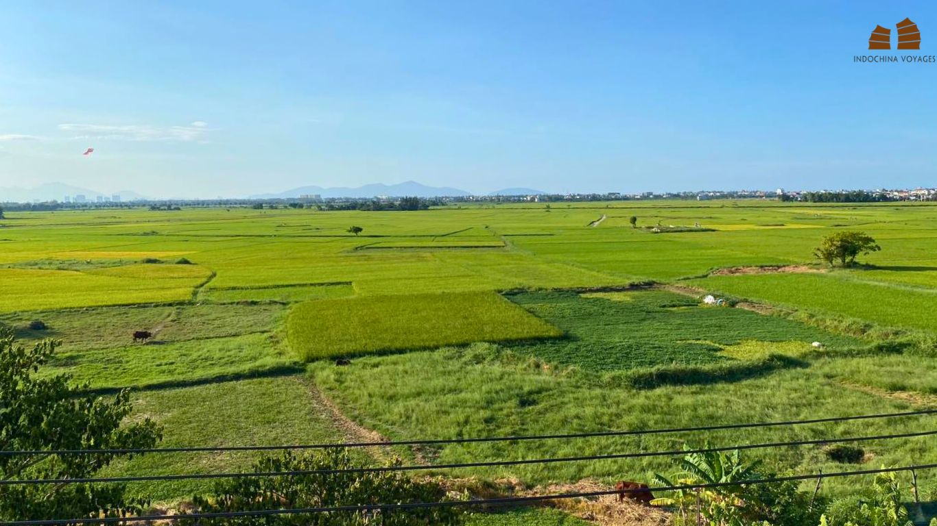Hoi An green rice field in March