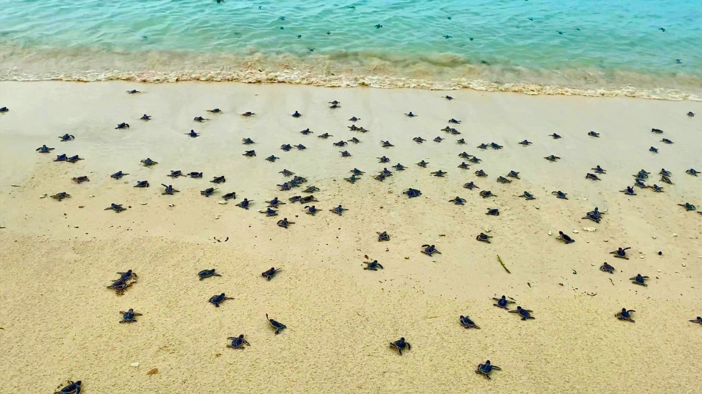 Turtles lay eggs in Con Dao