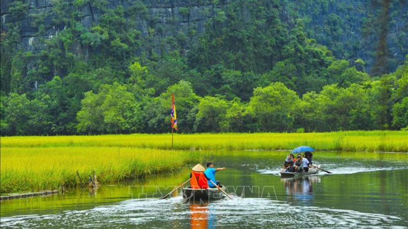 Tam Coc lush rice field