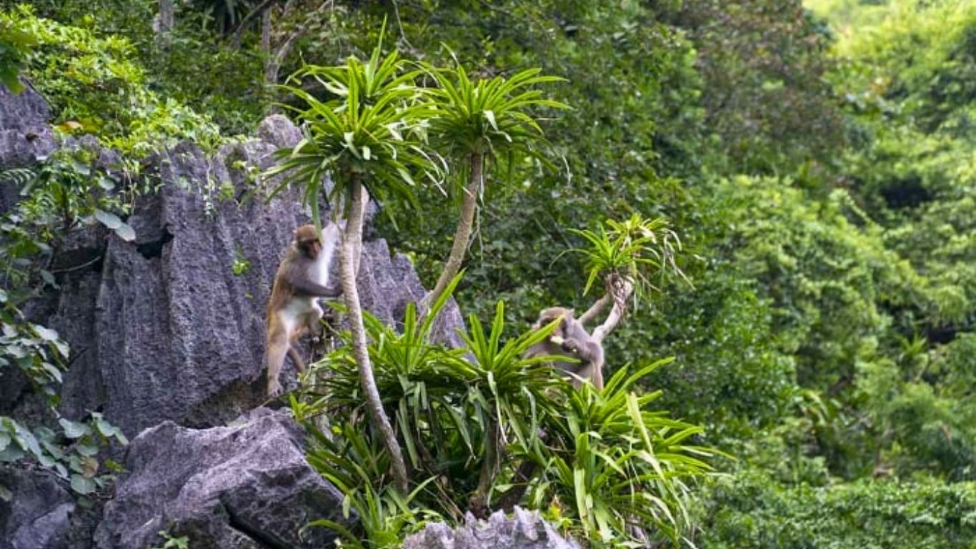 Wild life in Luon Cave