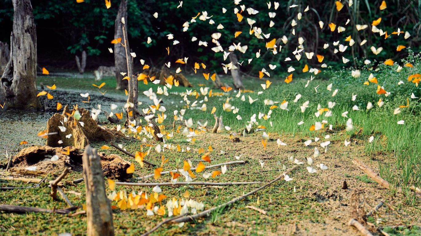 Butterfly Watching at Cuc Phuong National Park