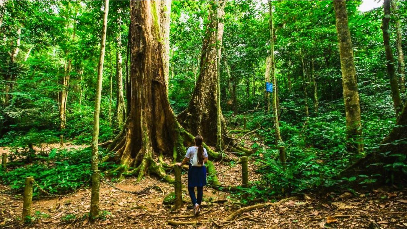 Hundred-year-old trees at Cuc Phuong National Park 