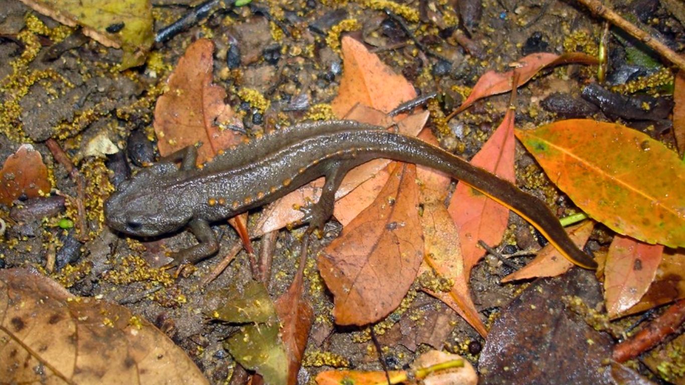 Cuc Phuong National Park reptiles 