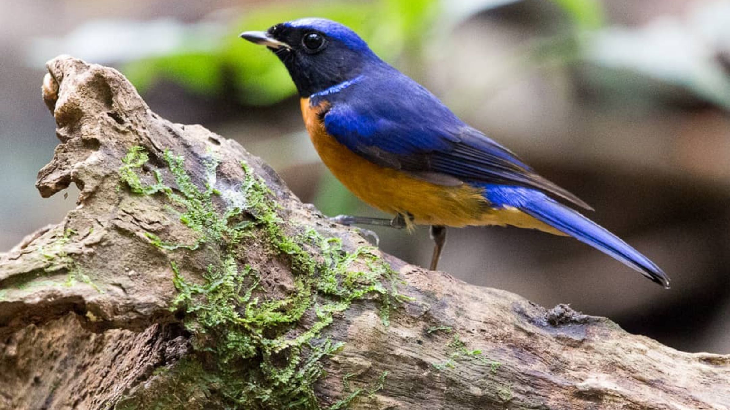  bird-watching at Cuc Phuong National Park in February