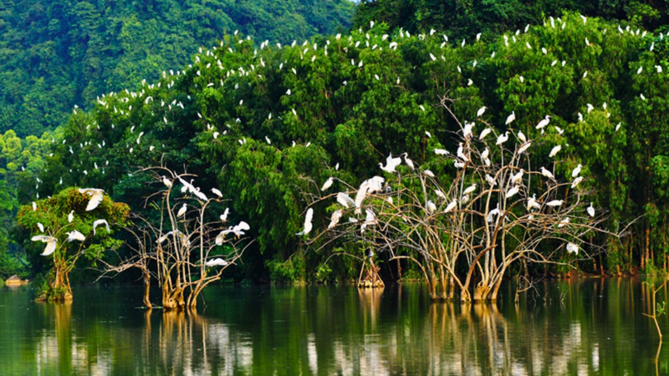 bird watching at Thung Nham Bird Park