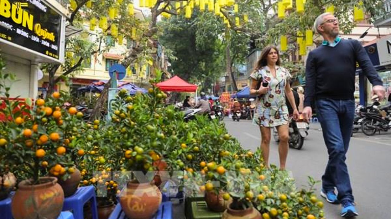 Kumquat on Hanoi streets on Tet 