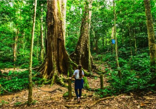 Cuc Phuong National Park – 5 Main highlights & Best time to visit for nature lovers