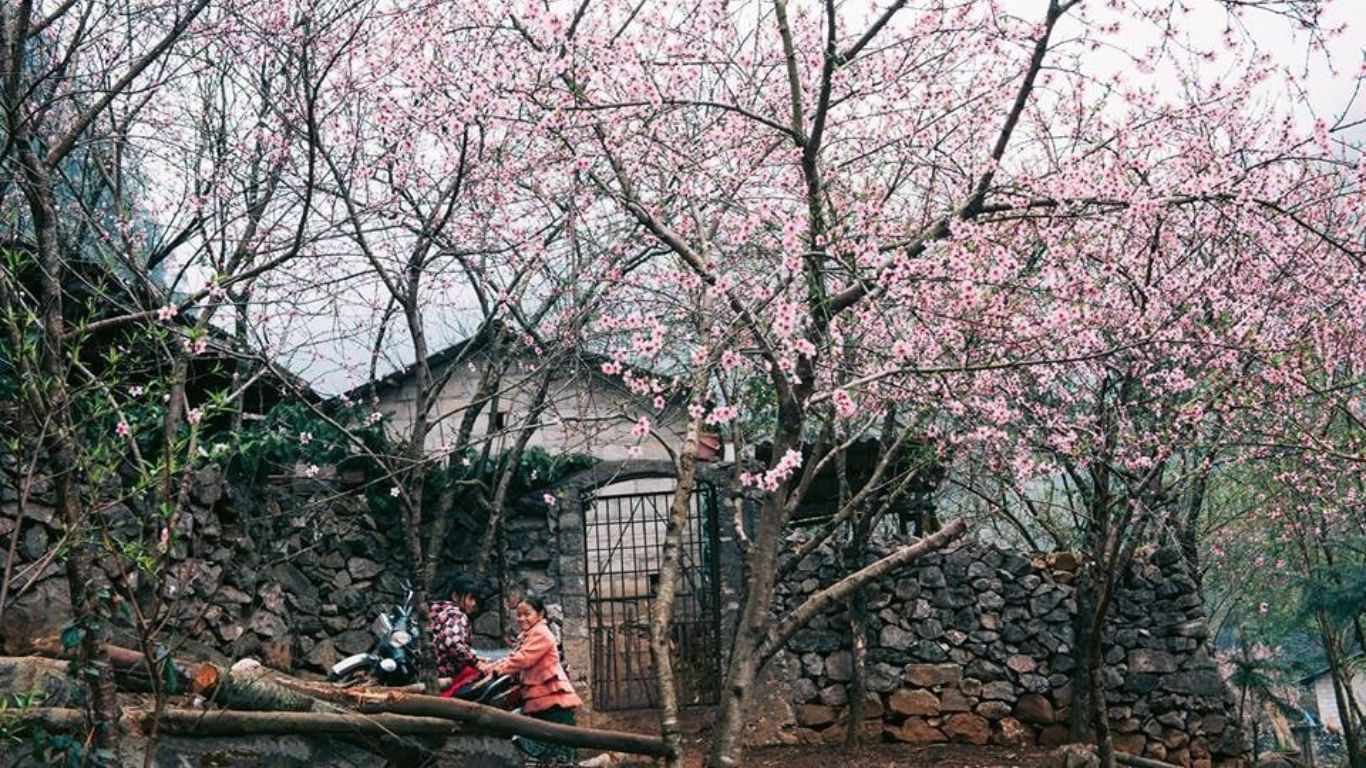 Ha Giang blooming season in January