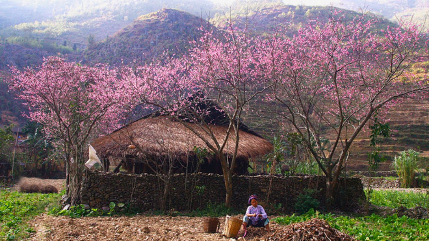 Peach blossom in Ha Giang in February