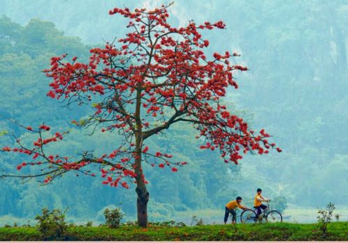 Ha Giang Loop in March: Weather, Crowd & Best Things To Do